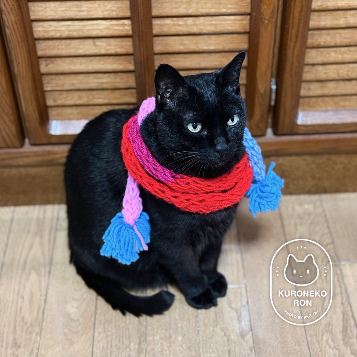 黒猫ページ Amazon.co.jp: 黒猫と首輪 : 木野 聡子: Japanese Books