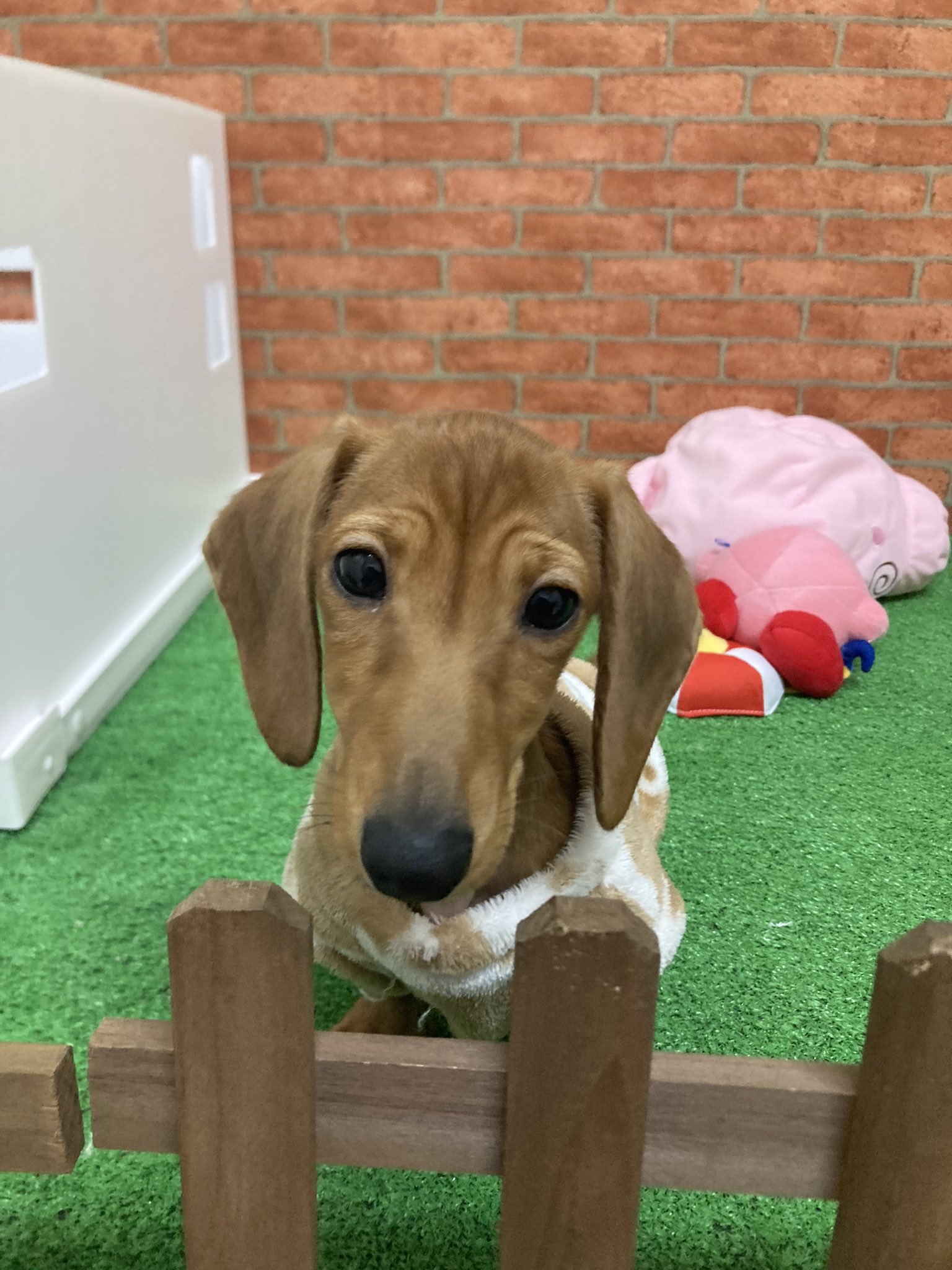 羊毛フェルトミニチュアダックススムース