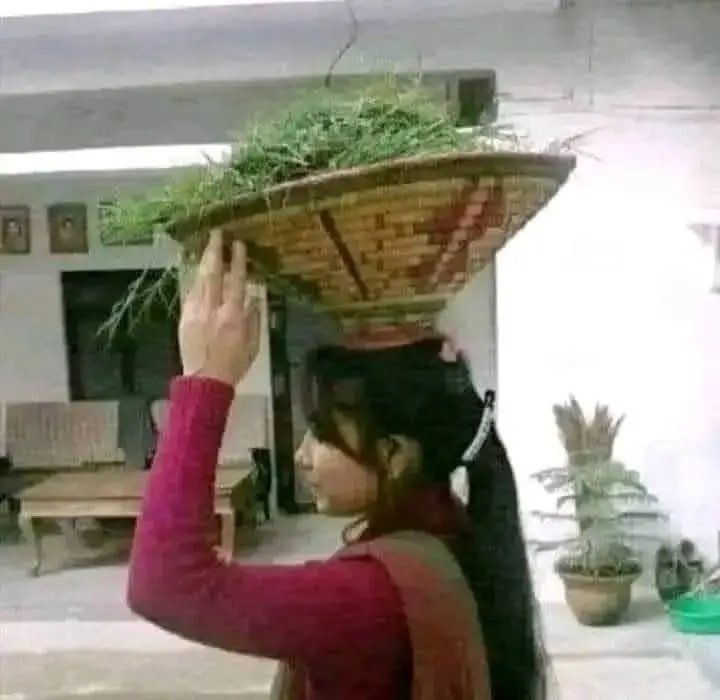 Madhu_Singh3's tweet photo. लोग कहते है कि घास नहीं डालती,
अब लेकर घूम रही हूं तो कोई खा नहीं रहा ...!!!🤣🙈👻
आ जाओ दोस्तों घास खा लो,,,🤭🤭 https://t.co/tajinqnwo6
