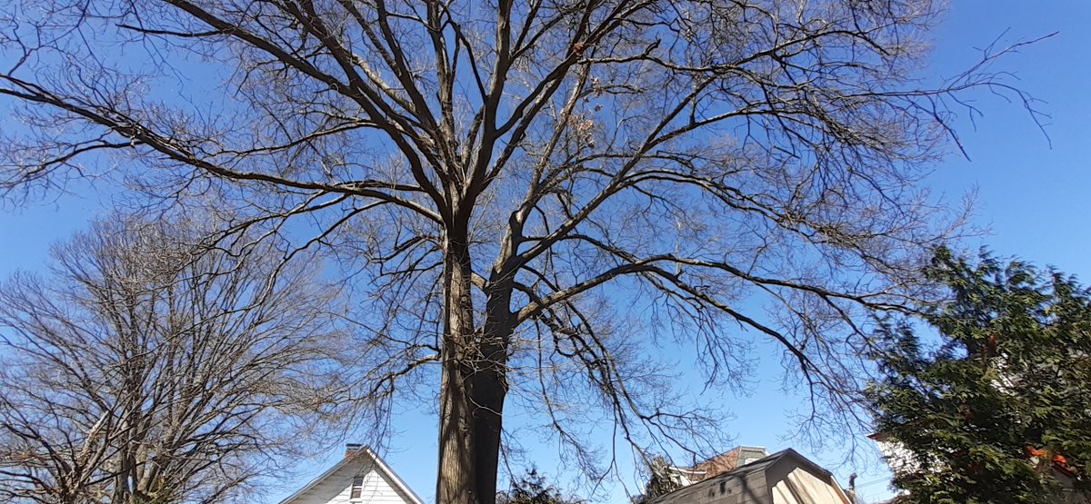 CaseyBrienza's tweet image. Birdsong and the vapid music of ice cream truck. They take the tree on Thursday, the second living thing that will have died on our watch so far this year.