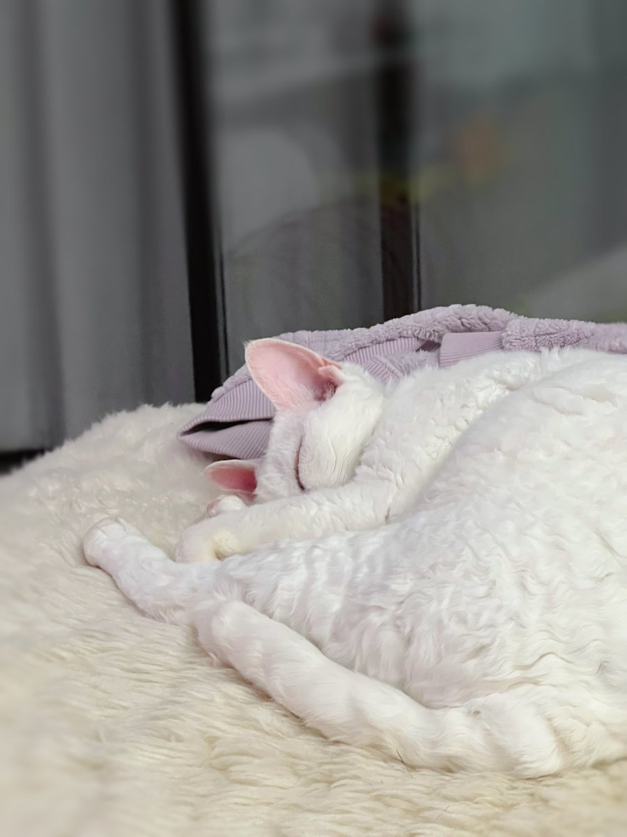 yol11492302's tweet image. [Live Report] Cat.exe engaged:  
📍Coordinates: Living room sofa  
🕙Status: Snore level 99%  
#SystemOverride #PawsOnPause