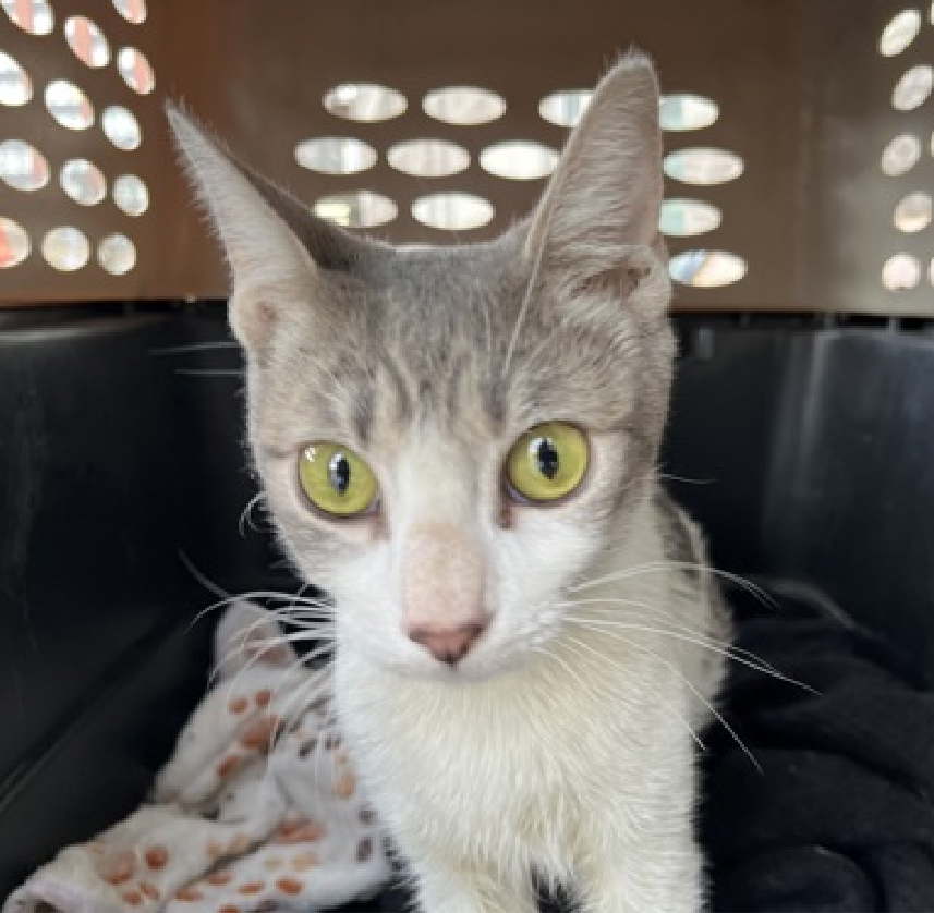 JLthekid9999's tweet photo. 🆘🆘 LITTLE LOAF, 2 YO,  FEMALE–  IN MANHATTAN ACC - came into the shelter as a stray on 2/25/2025  🆘🆘 😿 😿 😿 😿

➡️TBD 3/20/25

➡️ JUST A BABY

➡️ NEW HOPE RESCUE ONLY

➡️ 🆘🆘  1ST Chance on Emergency Placement List – VERY URGENT – 🆘🆘 😱🔥🔥😱

➡️ 22 DAYS IN SHELTER– TOO LONG – TIME IS RUNNING OUT

➡️ LITTLE LOAF IS ON THE EPL FOR BEHAVIORAL REASONS - She is not thriving in the care center and is deteriorating in the Adoptions room. She displays signs of overstimulation and is a bite/scratch risk during daily basic care or socialization interactions.  This designation means LITTLE LOAF will be given very little time for rescue/foster/adoption. 🔥🔥🔥🔥

Little Loaf interacts with the observer, appreciates attention, and occasionally tolerates petting and handling but has displayed behaviors that preclude placement in the adoptions room and/or may require further investigation before placement in a home. She has tried to swat, scratch, bite, and may or may not tolerate petting or handling depending on how overwhelmed she becomes during interactions. 🙏🙏🙏🙏🙏

NEEDS OUT OF SHELTER ASAP –

Please RT or pledge, if you can, to save this little one.

@AdamsPaulGrimke

💔😿🙏Thank you