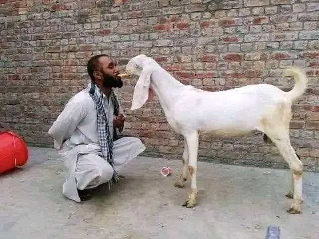 ImtiazMadmood's tweet photo. Abdul is very kind to animals. https://t.co/q6F2Fvw59l