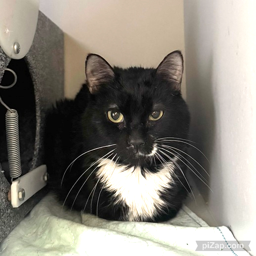 NYCDEATHROWCATS's tweet photo. THERE ARE 40 ANIMALS (12 CATS &amp; 28 DOGS)  AT RISK FOR THURSDAY 03/20/25 DEADLINE IS NOON. PLEASE SHARE, FOSTER, ADOPT, TAG FRIENDS, POST TO SOCIAL MEDIA SITES, PLEDGE TO  HELP SAVE THEIR LIVES. NEW PHOTOS. https://t.co/Rt2PL8RaPy https://t.co/YhHR3rGT7X
