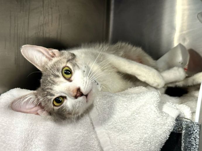 NYCDEATHROWCATS's tweet photo. THERE ARE 40 ANIMALS (12 CATS &amp; 28 DOGS)  AT RISK FOR THURSDAY 03/20/25 DEADLINE IS NOON. PLEASE SHARE, FOSTER, ADOPT, TAG FRIENDS, POST TO SOCIAL MEDIA SITES, PLEDGE TO  HELP SAVE THEIR LIVES. NEW PHOTOS. https://t.co/Rt2PL8RaPy https://t.co/YhHR3rGT7X