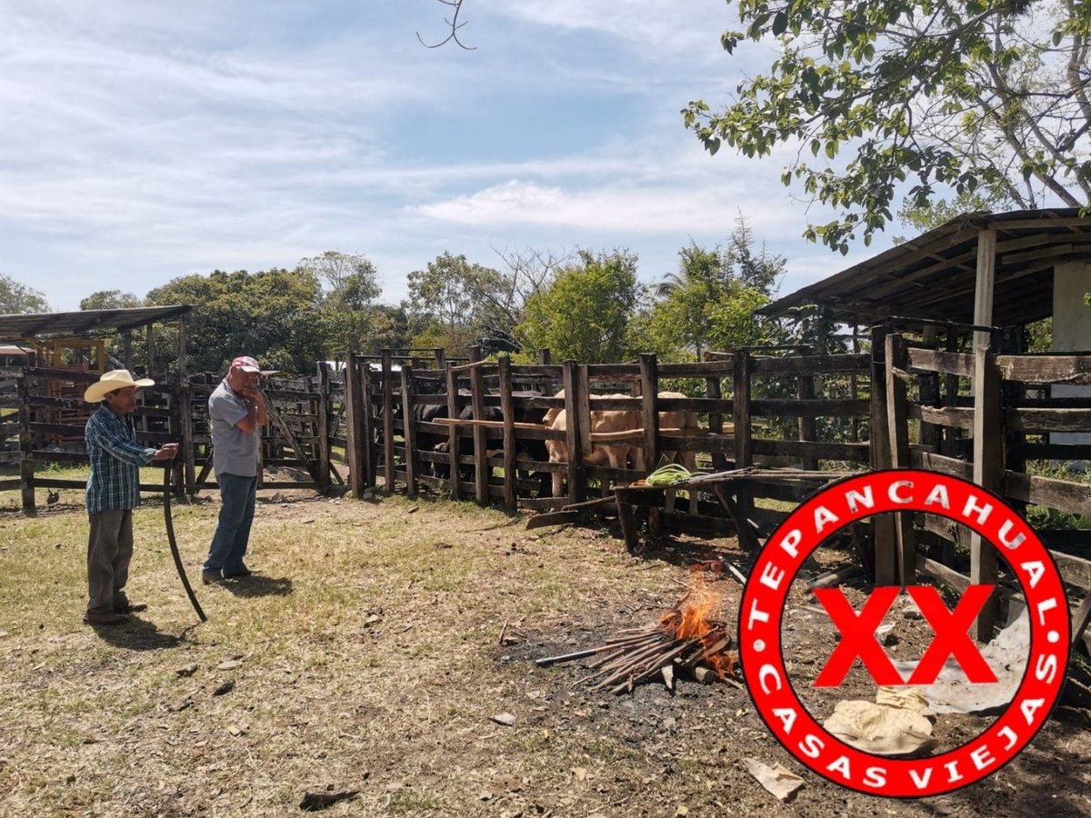 Ranchosybrechas's tweet photo. Ahí nomas, al llegue las "XX" bien puestas en estos becerros.
.
.
.
.
.
.
.
.
#rancho #ranchlife #postalesdelcampo #ganado #cattle #ElCampoNoPara #SoyRanchero #Huasteca #Veracruz #Chiconamel #RanchoCasasViejas https://t.co/g4dB29P6MV