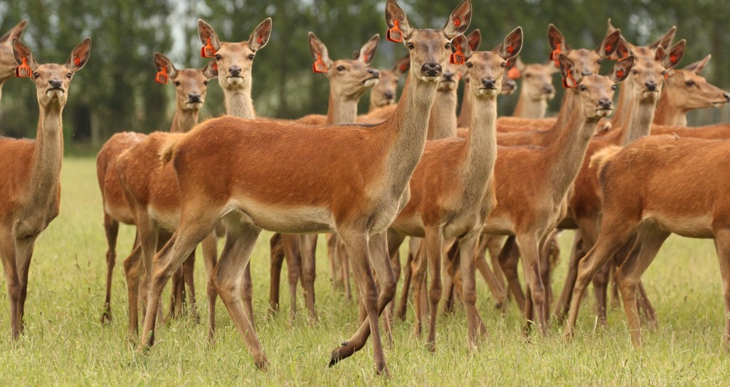 Roy Costilla (@cmroycostilla) on Twitter photo How much accuracy can we gain by using genomic data in genetic evaluations? Using data from over 60,000 farmed deer in New Zealand, we show substantial improvements for several production traits. 1/3
<a href="/AgResearchNEWS/">AgResearch</a> <a href="/SuzanneRowe101/">Suzanne Rowe</a> <a href="/mcewanjc/">John McEwan</a> How much accuracy can we gain by using genomic data in genetic evaluations? Using data from over 60,000 farmed deer in New Zealand, we show substantial improvements for several production traits. 1/3
<a href="/AgResearchNEWS/">AgResearch</a> <a href="/SuzanneRowe101/">Suzanne Rowe</a> <a href="/mcewanjc/">John McEwan</a>