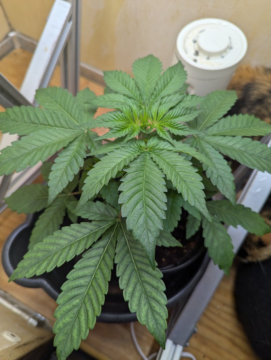 The humidity in this room is 😵‍💫👎