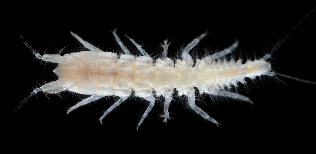 WoRMS (@wrmarinespecies) on Twitter photo (6/10) The Ranma Tanaid is hermaphroditic and capable of self fertilization!
marinespecies.org/worms-top-ten/…
<a href="/SQIGMK4WZpjVkMj/">松島吉伸</a> <a href="/Tanaidologist/">Keiichi Kakui</a> <a href="/HokkaidoUnivPR/">北海道大学</a> <a href="/HokkaidoUni/">Hokkaido University</a> <a href="/Science_HU/">北海道大学理学部</a>
#toptenmarinespecies #taxonomistappreciationday #OceanDecade #GenOcean #marinespecies (6/10) The Ranma Tanaid is hermaphroditic and capable of self fertilization!
marinespecies.org/worms-top-ten/…
<a href="/SQIGMK4WZpjVkMj/">松島吉伸</a> <a href="/Tanaidologist/">Keiichi Kakui</a> <a href="/HokkaidoUnivPR/">北海道大学</a> <a href="/HokkaidoUni/">Hokkaido University</a> <a href="/Science_HU/">北海道大学理学部</a>
#toptenmarinespecies #taxonomistappreciationday #OceanDecade #GenOcean #marinespecies