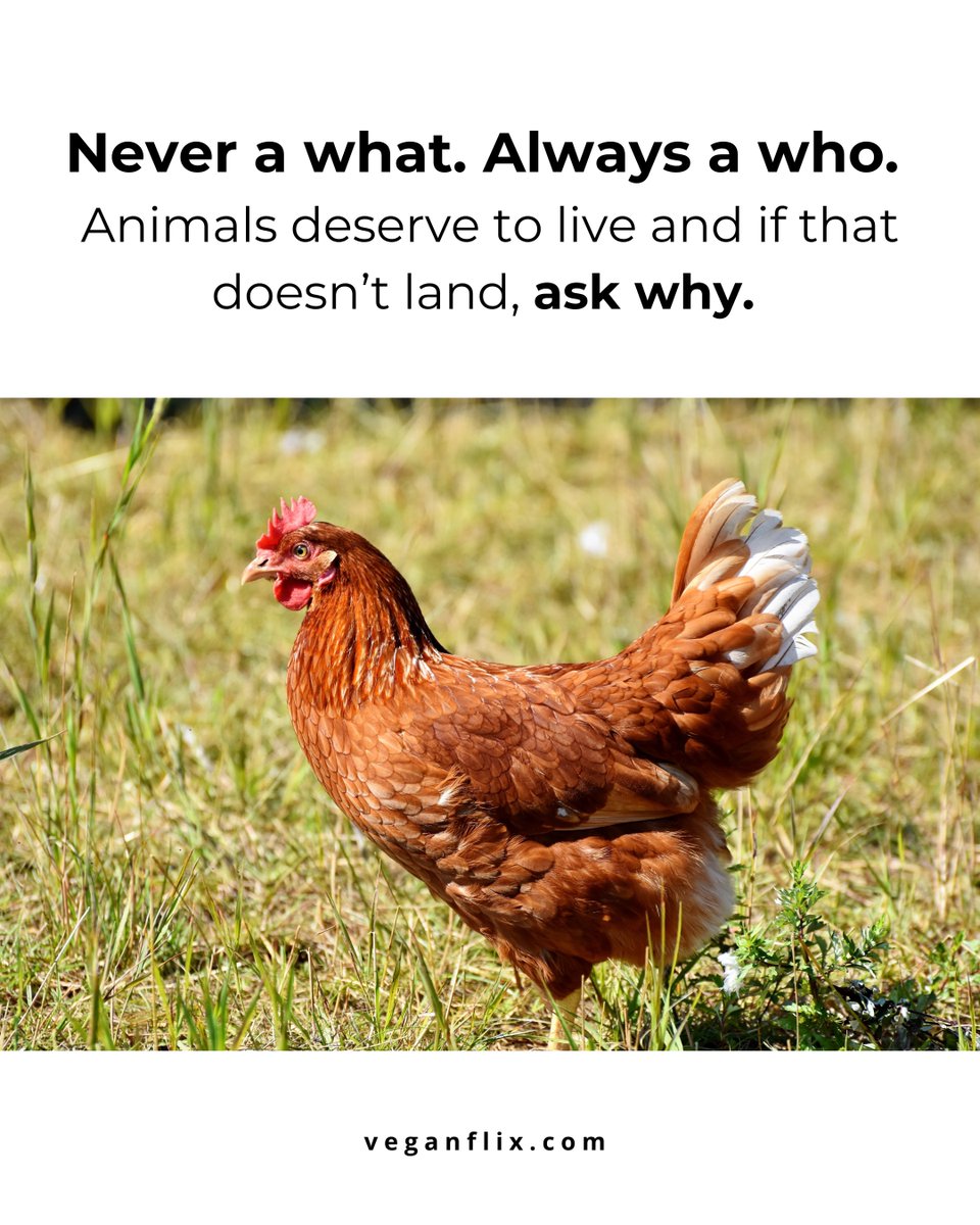 Not an object. Not a thing. Someone who wants to live💚

#vegan #animalrights #animals