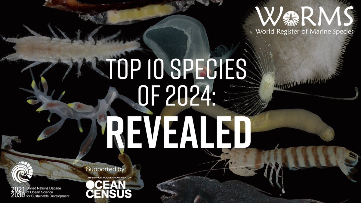 So, there they are, the <a href="/WRMarineSpecies/">WoRMS</a> top-ten marine species of 2024! Do you have a favorite?

marinespecies.org/worms-top-ten/…

#toptenmarinespecies #taxonomistappreciationday #OceanDecade #GenOcean #marinespecies