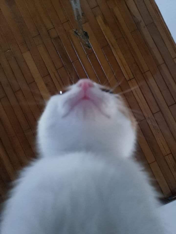 Catsillyness's tweet photo. POV: You are cat food https://t.co/hA932CYq0B