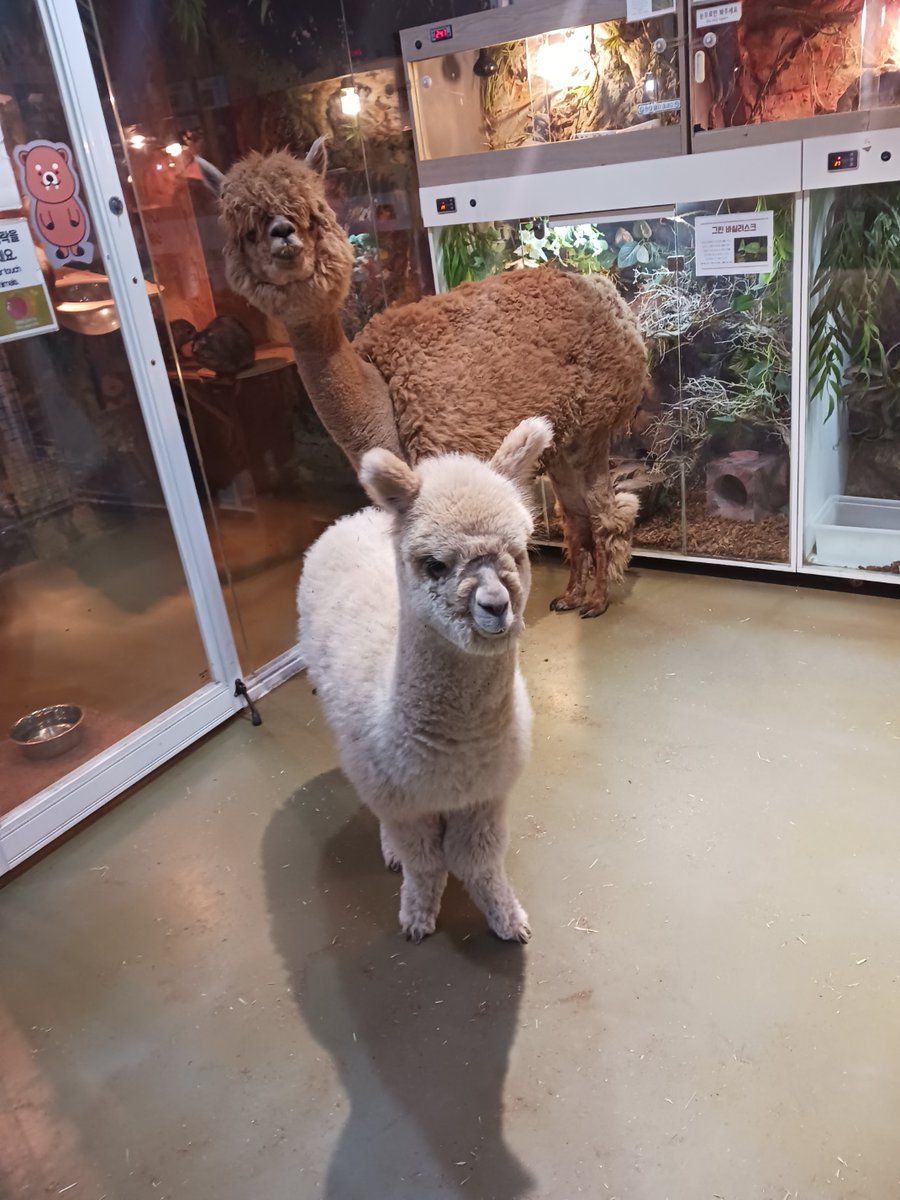 printone_jp's tweet image. 안녕하세요 #ワンプリント 窪谷です！
連続になりますが最後に #アルパカ🦙🩷
ぬいぐるみなんじゃないかなと、
本物感がしませんでした(´,,•ω•,,`)ｷｭ
寄り添ってる姿にきゅんです(○´д`○)🩷
x.com/printone_jp/st…
#企業公式が朝の挨拶を言い合う
#企業公式相互フォロー
#フォロバ100 #KPOP