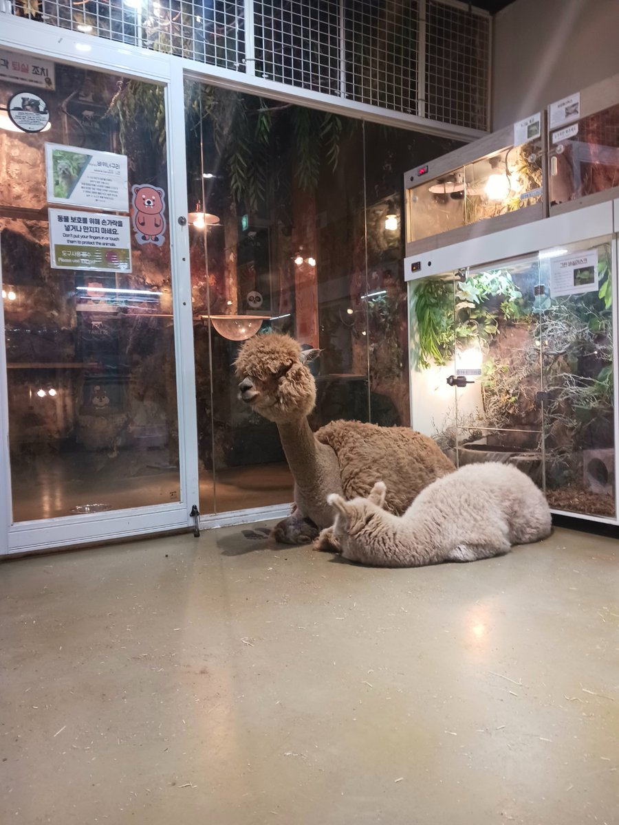 printone_jp's tweet image. 안녕하세요 #ワンプリント 窪谷です！
連続になりますが最後に #アルパカ🦙🩷
ぬいぐるみなんじゃないかなと、
本物感がしませんでした(´,,•ω•,,`)ｷｭ
寄り添ってる姿にきゅんです(○´д`○)🩷
x.com/printone_jp/st…
#企業公式が朝の挨拶を言い合う
#企業公式相互フォロー
#フォロバ100 #KPOP