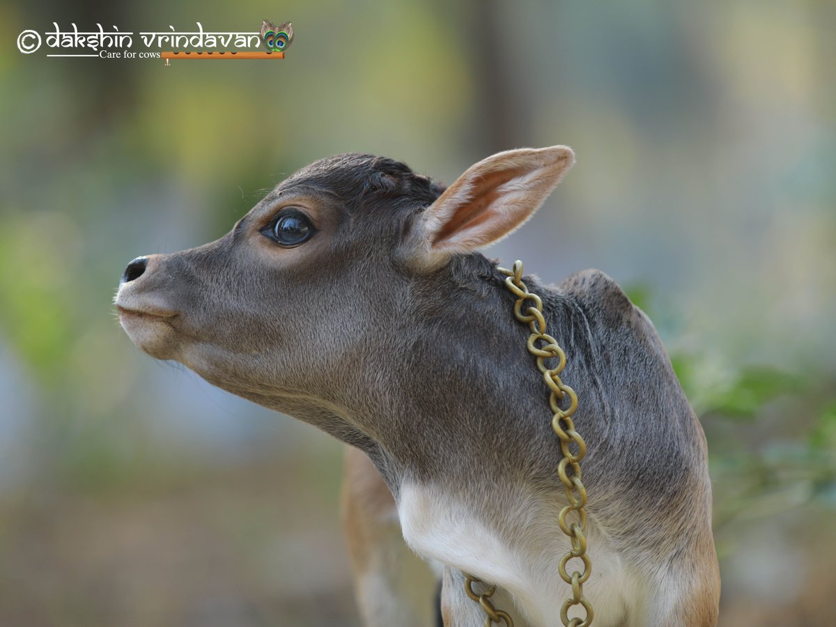 daksinvrindavan's tweet photo. 🙏 Welcoming him is an offering to Krishna Himself. Nothing pleases the Lord more than saving, securing, and serving His beloved cows and bulls.

 Your kindness can rewrite his destiny. Please DM us if you can adopt or sponsor him!

#GauSeva #AdoptWithLove #SponsorToSave https://t.co/N8HJQaLVtG