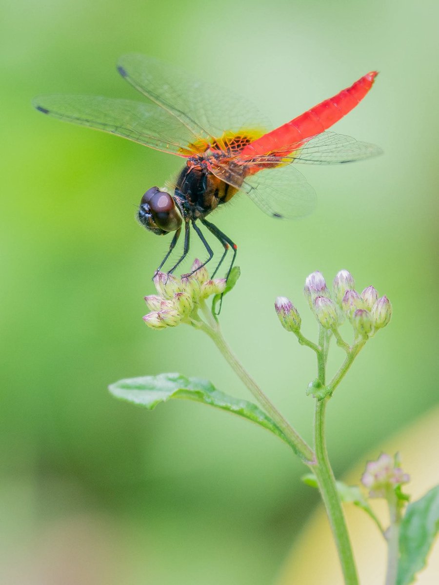 BP_Chua's tweet photo. Lesser Adjutant
#dragonfly #nature #insect #Closeup #Animalwing #photography https://t.co/pY5KffrGPI