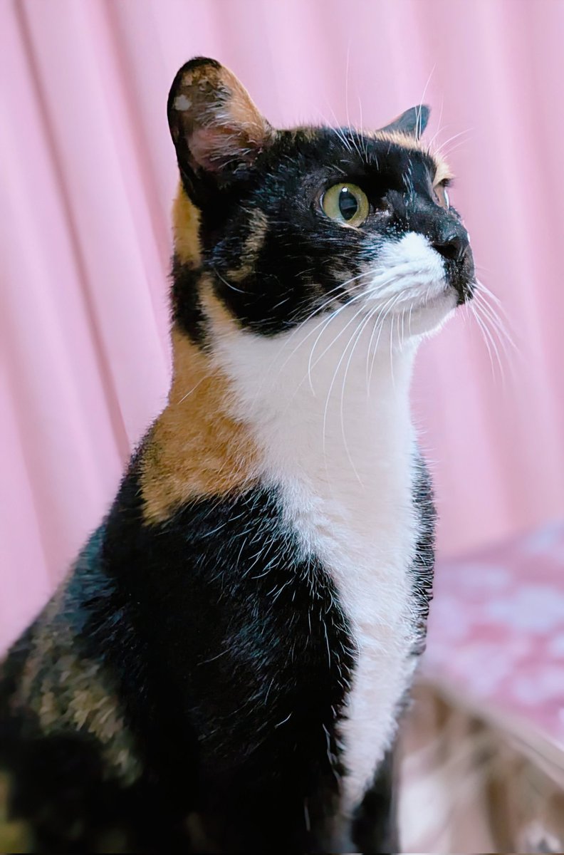 三毛猫様♡ありがとうございます♡ おねだり三毛猫｜WooBia公式オンラインショップ – WooBia