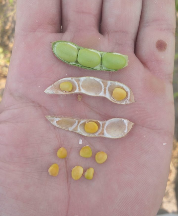 Ensalada de poroto #soja #campo