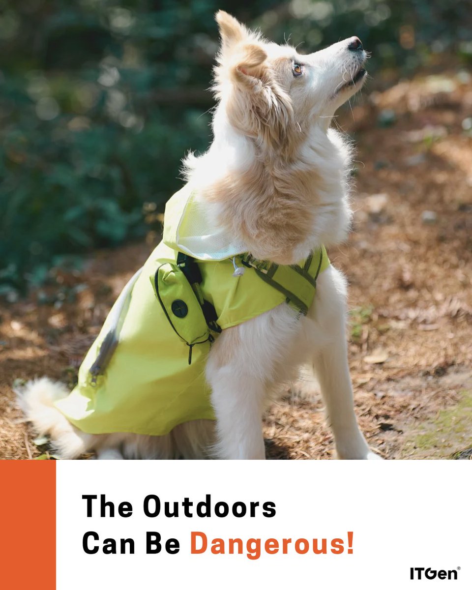 antigenneryan's tweet photo. Platanus, Bermuda Grass, and Ant black—hidden dangers on every walk! 🌿🐕 Stay alert, test early. Tap the link in our bio to learn more.

#AnimalPoisonPreventionWeek #itgen #vet #vetmed #veterinarymedicine #veterinarian #rapidtest https://t.co/C1OsRlNuR7