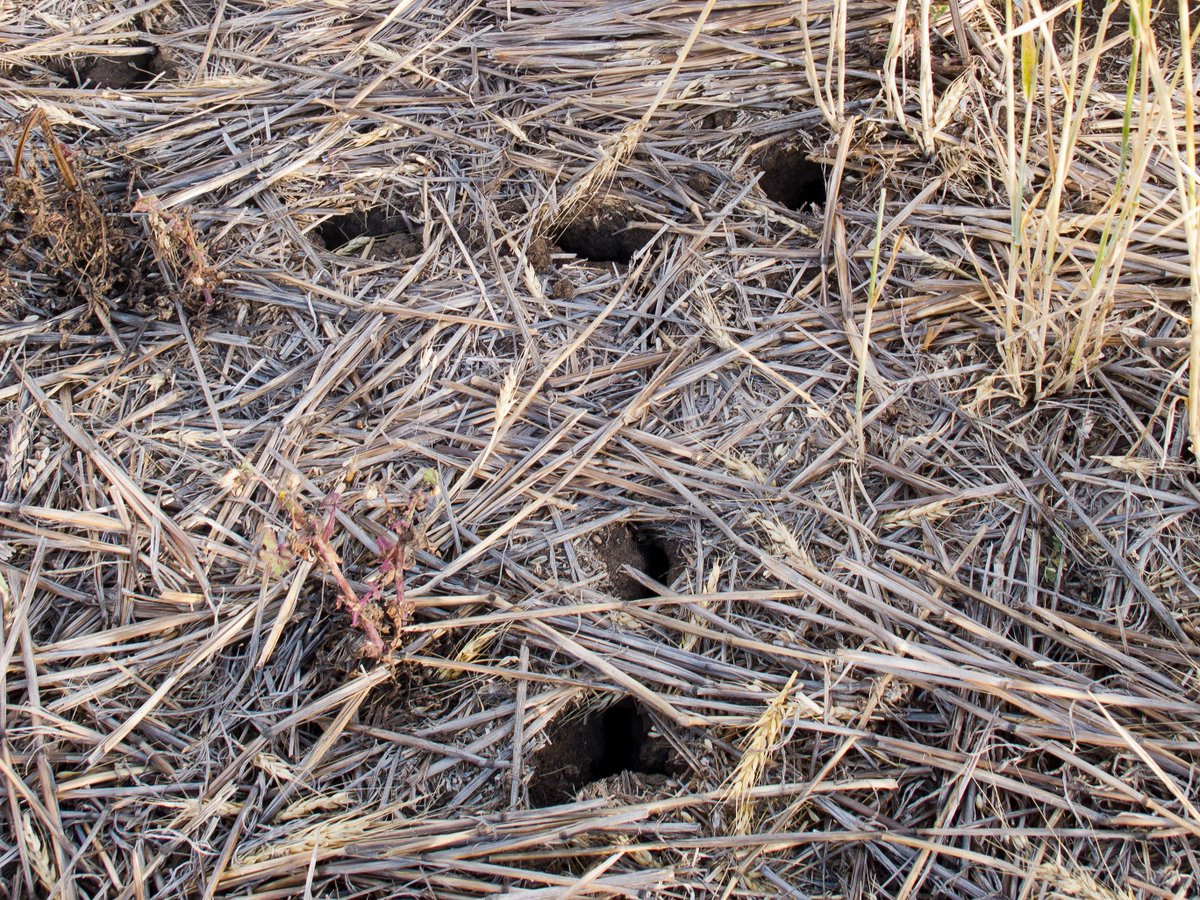 Grain growers, stay vigilant! 🐭 Monitor mouse numbers locally before sowing. 

Reports show moderate to high activity in parts of QLD, SA &amp; WA. 

Log local mouse activity via MouseAlert: bit.ly/3Wvrfqg 

Read more: bit.ly/4i7SUWf 🐁