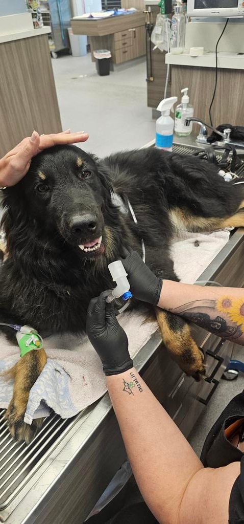 Sportzcaster's tweet photo. @ArchManning Our dog was hit by a car today and is in bad shape.  We're asking for prayers for his full recovery and strength for our 3 kids who are sad and scared.  Our dog's name is Arch. 🤘🙏🐾  #HookEm https://t.co/VYYDKq1hb7
