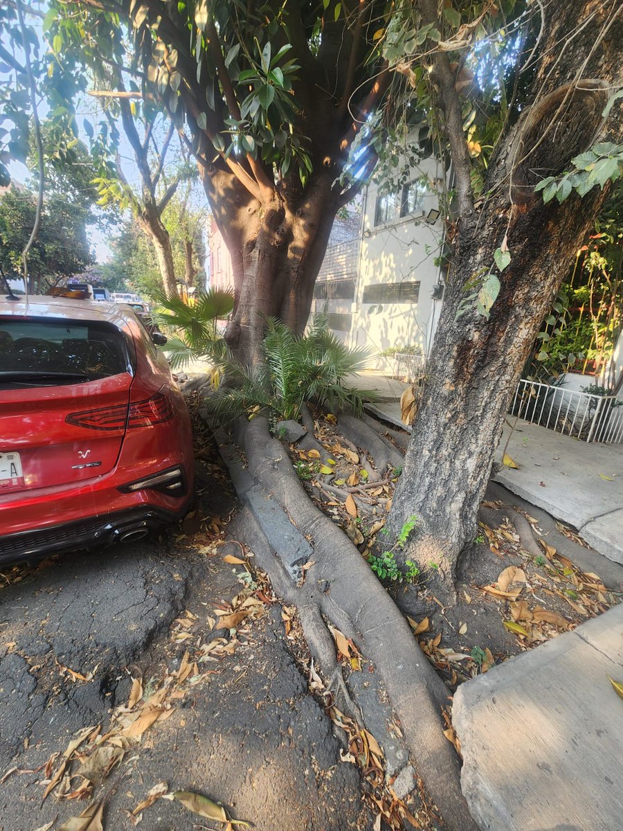Sediar_I's tweet photo. @AlcCuauhtemocMx @AlessandraRdlv @SSPCMexico @Bomberos_CDMX  no les parece que este árbol enorme representa un riesgo para los vecinos? el peso, tamaño y la raiz expuesta! urge una poda antes de que se caiga! ayuda ! Manzanillo 138, roma sur https://t.co/nNGpY9TMek