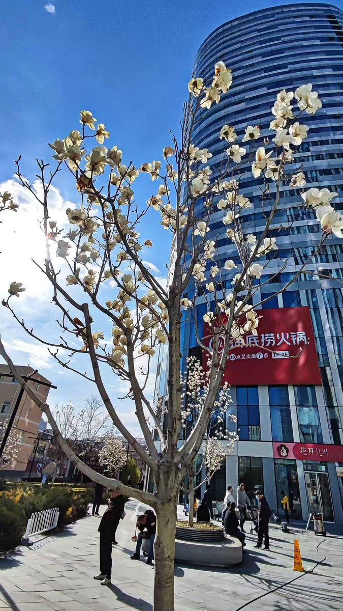 beijingboyce's tweet photo. Spring vibes in our Beijing neighborhood.

#beijinglife #sanlitun #beijingspring https://t.co/qMHhM8PGxh
