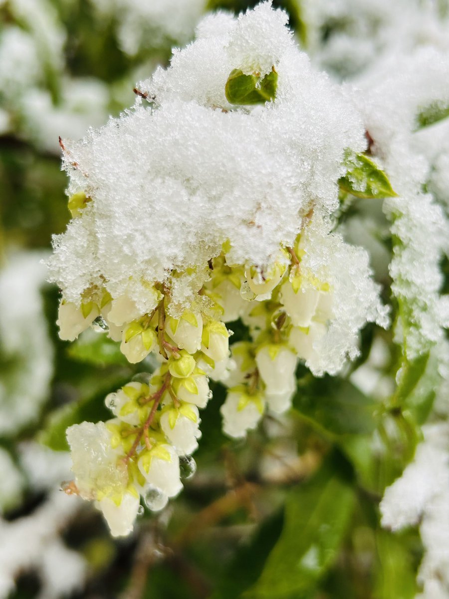 旦那さんが坐骨神経痛でダウン😭雪まで降ってきちゃうし❄️
一昨日から飲みはじめた薬も完全に痛みは取れないようで😣それでも痛みに耐えている姿が本当に可哀想で😢激痛で酷い時はトイレへ行くのにも這わないと行けないほど😭しばらくは安静にするしかないのかも😢
一日も早く良くなりますように😭