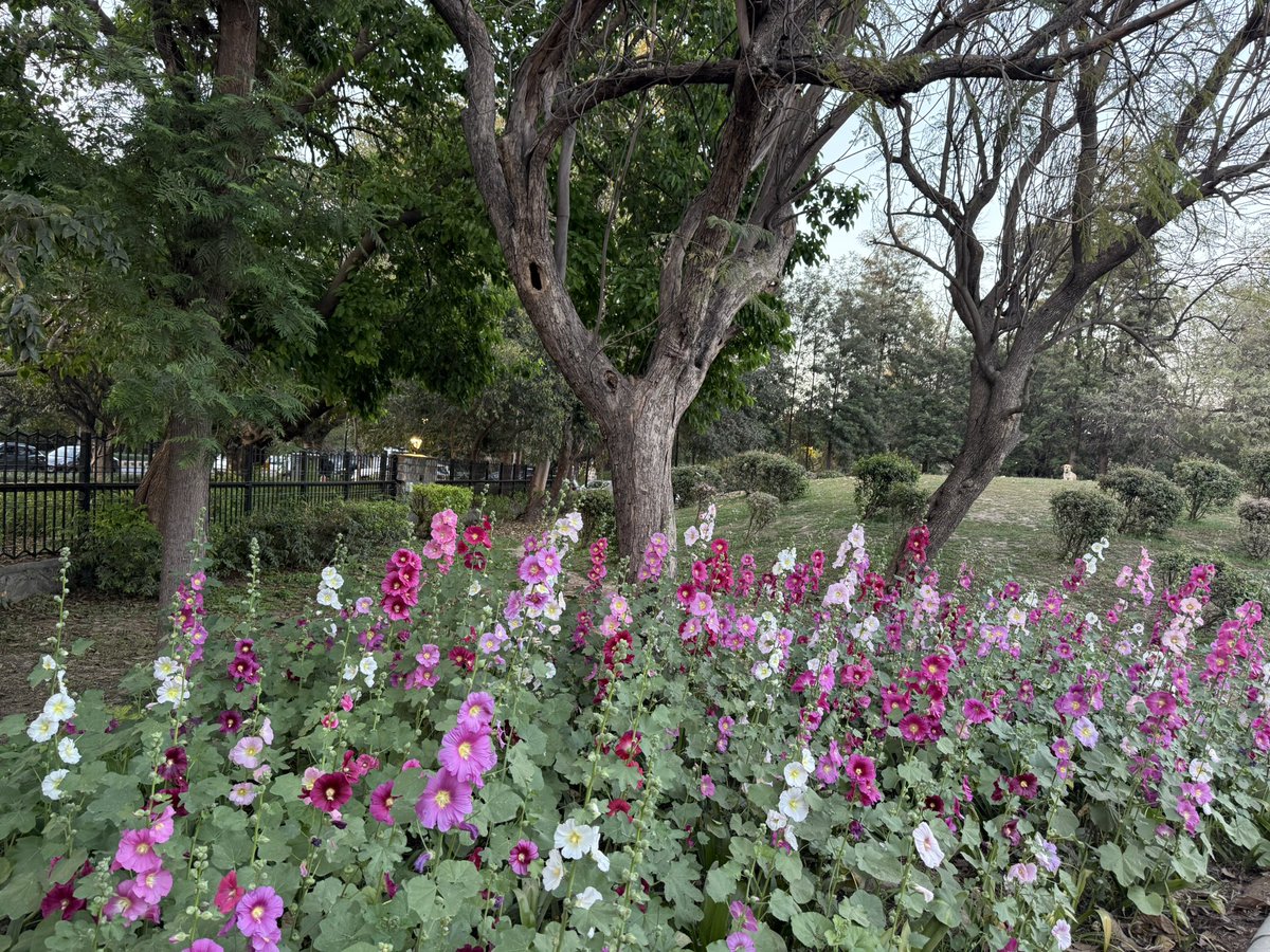 imkongla's tweet image. That time of the year when it’s a riot of colours!