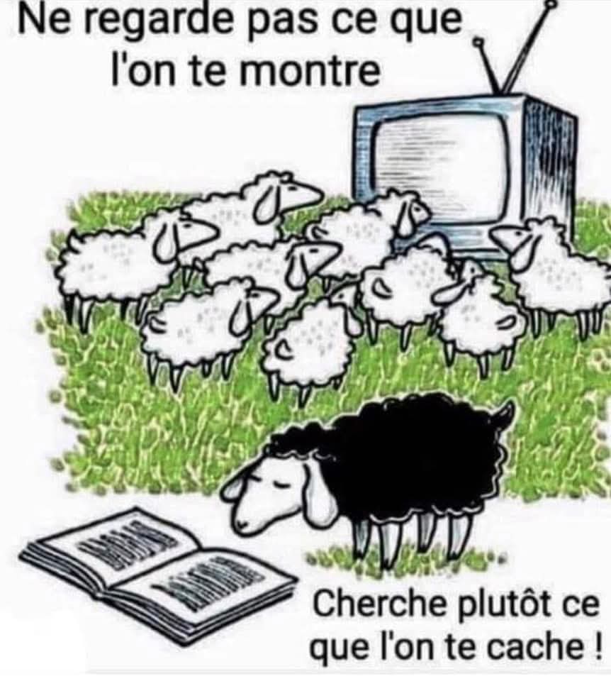 DAVID SARNELLI tweet media