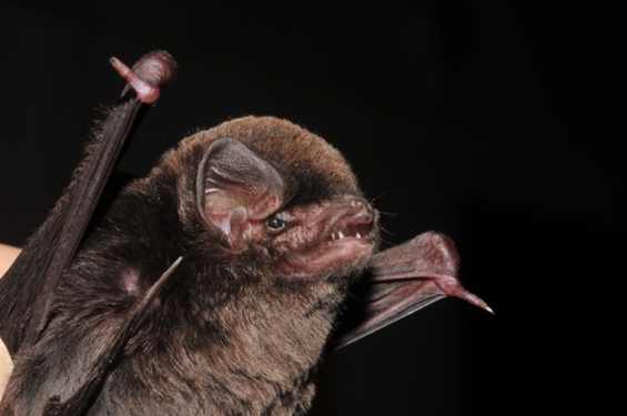 ZR_ZRDC's tweet photo. #ZRDC new paper out:
Revisiting the #taxonomy and distribution of Miniopterus (Chiroptera: #Miniopteridae) #bats in China based upon an integrated #molecular-ecological-#morphological approach
DOI: 10.24272/j.issn.2097-3772.2024.019 https://t.co/U0fAmXJbUu