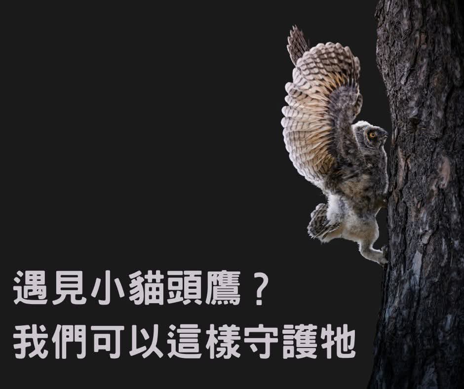 itachi644's tweet photo. 轉文from 獸醫小珈：

最近有朋友分享，在某地公園發現了幾隻領角鴞幼鳥待在草地上疑似被寵物狗攻擊的畫面，引起了許多人的關注。作為一名野生動物獸醫師，我想和大家聊聊遇到這類情況時，該怎麼做才是最好的選擇。
​
其實，領角鴞是台灣原生的貓頭鷹之一，牠們的幼鳥在學飛的階段，經常會短暫待在地面，這是牠們成��過程中的一部分，並不代表牠們被遺棄或需要立即救援。通常，親鳥會在附近觀察和保護，等待幼鳥自己爬回樹上或再次嘗試飛行。只要幼鳥沒有明顯受傷，最好的方式就是把牠們放在安全隱蔽的地方，並保持距離，讓親鳥持續照顧。
​
有些朋友可能會疑惑：「為什麼救傷單位不能趕快來現場把鳥帶回去照顧？」其實，野生動物最好的照顧者就是牠們的爸媽。親鳥不但比人類更知道該怎麼餵食、保暖，還會教導幼鳥如何避開掠食者、尋找食物，這些生存技巧對於牠們未來的生活至關重要。若將健康的幼鳥帶離現場，反而可能剝奪牠成長學習的機會，甚至降低存活率。救傷單位的角色是當幼鳥受傷、明顯虛弱，或確定已無法自行生存時才介入，確保每一次救援都是「必要」且「適當」的。
​
我想趁著這次事件，提醒大家「不要過度干擾」正是為了讓幼鳥有機會學習、適應自然環境。這樣的方式不僅科學，也更符合動物福利。
​
當然，現場有犬隻遊蕩的情況確實令人擔心。如果發現幼鳥處於危險環境，可以���取以下方式協助：
​
✅ 確認幼鳥是否受傷：若幼鳥明顯虛弱、翅膀下垂、行動不便或身上有蟲，請盡快聯繫合適的救援單位（如野鳥學會、當地政府主管機管等等）。
​
✅ 若幼鳥健康但處於危險環境：可小心地將牠移至附近的樹上或灌木中，確保距離原位置不遠，以便親鳥能找到牠。避免直接帶回家或餵食，這樣反而會干擾幼鳥的自然成長。
​
✅ 提醒飼主繫上牽繩：帶著毛孩外出時，請記得隨時繫上牽繩。這不僅能保護野生動物，也能避免毛孩因追逐野鳥而發生意外。
​
✅不要餵食遊蕩犬貓：餵食遊蕩犬貓可能會吸引更多流浪動物聚集，增加牠們與野生動物的衝突風險，尤其是像領角鴞這類在地面活動的幼鳥。
​
雖然救傷單位都希望幼鳥能夠順利回到親鳥身邊，但現實中，都市裡的野生鳥類確實面臨不少險境。牠們可能離馬路太近，或如本次事件��，周圍存在犬貓等威脅。這次的情況或許只是個案，但事實上，類似的通報幾乎每天都會發生。救傷單位的目標是優先照顧真正需要醫療協助的傷病動物，並儘可能讓健康的幼鳥回到親鳥的照顧下。
​
如果大家都能對身邊的野生動物多一份關心，並積極營造對牠們更友善的都市環境，或許才能真正減少這類事件的發生，讓我們與野生動物和諧共存。
​
＝＝＝＝＝＝＝＝＝＝
分享一下兩個冷知識

1. 親鳥不會把幼鳥回巢裡，他們已經很大了叼不動。
​
2. 「Branching」行為是鴟鴞科鳥類幼鳥在學飛階段的重要發育過程。當幼鳥羽翼尚未發育完全、無法真正飛行時，牠們會離開巢穴並利用爪子攀爬樹幹，或在樹枝間跳躍並拍動翅膀以鍛鍊肌力。這是自然成長的一部分，並非迷失或需要救援的情況。
​
在「branching」期間，幼鳥可能會短暫落地，這並不代表牠們��危險。親鳥通常會在附近觀察並持續餵食。若幼鳥健康、無外傷，最好的做法是將牠移至鄰近安全隱蔽處，避免過度干擾。
​
你有看過貓頭鷹幼鳥爬樹的影片嗎，以防你沒看過，我放在留言區，超可愛的啦！
​
Ps.配圖非原本八卦主角領角鴞，是我找到圖庫裡的幼鳥爬樹素材，ChatGPT說：雕鴞（Bubo spp.）的幼鳥，特別是大雕鴞（Bubo bubo）或美洲雕鴞（Bubo virginianus）等大型雕鴞類。有大大知道是甚麼鳥的話請留言，我也好想知道！