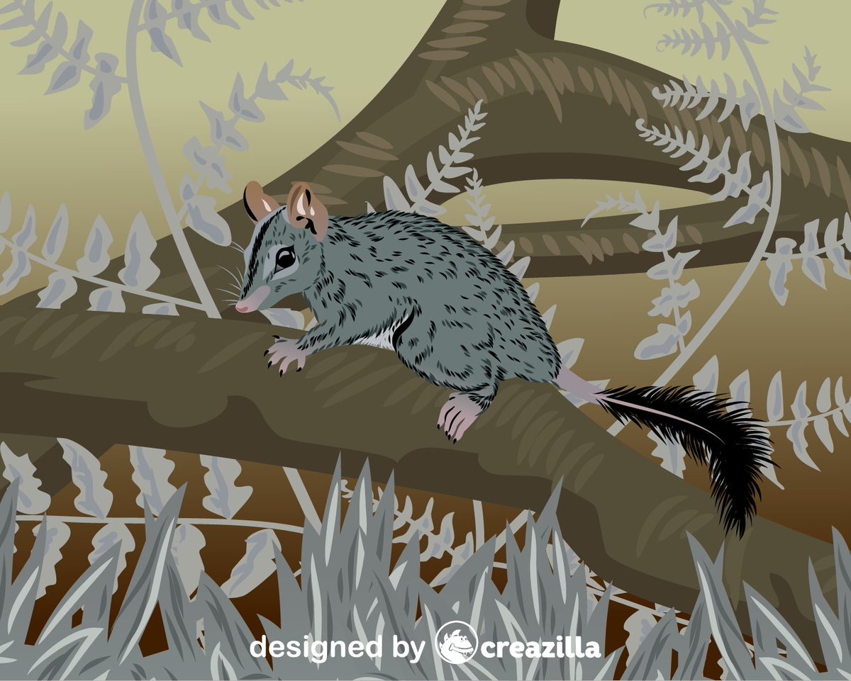 Happy Wildlife Wednesday! 🦘

Meet the Kimberley Brush-tailed Phascogale, known as Wambenger to the Noongar people.

These incredible marsupials are nature's acrobats and are able to leap an amazing 2 metres between trees!

📷 Designed by Creazilla | creazilla.com