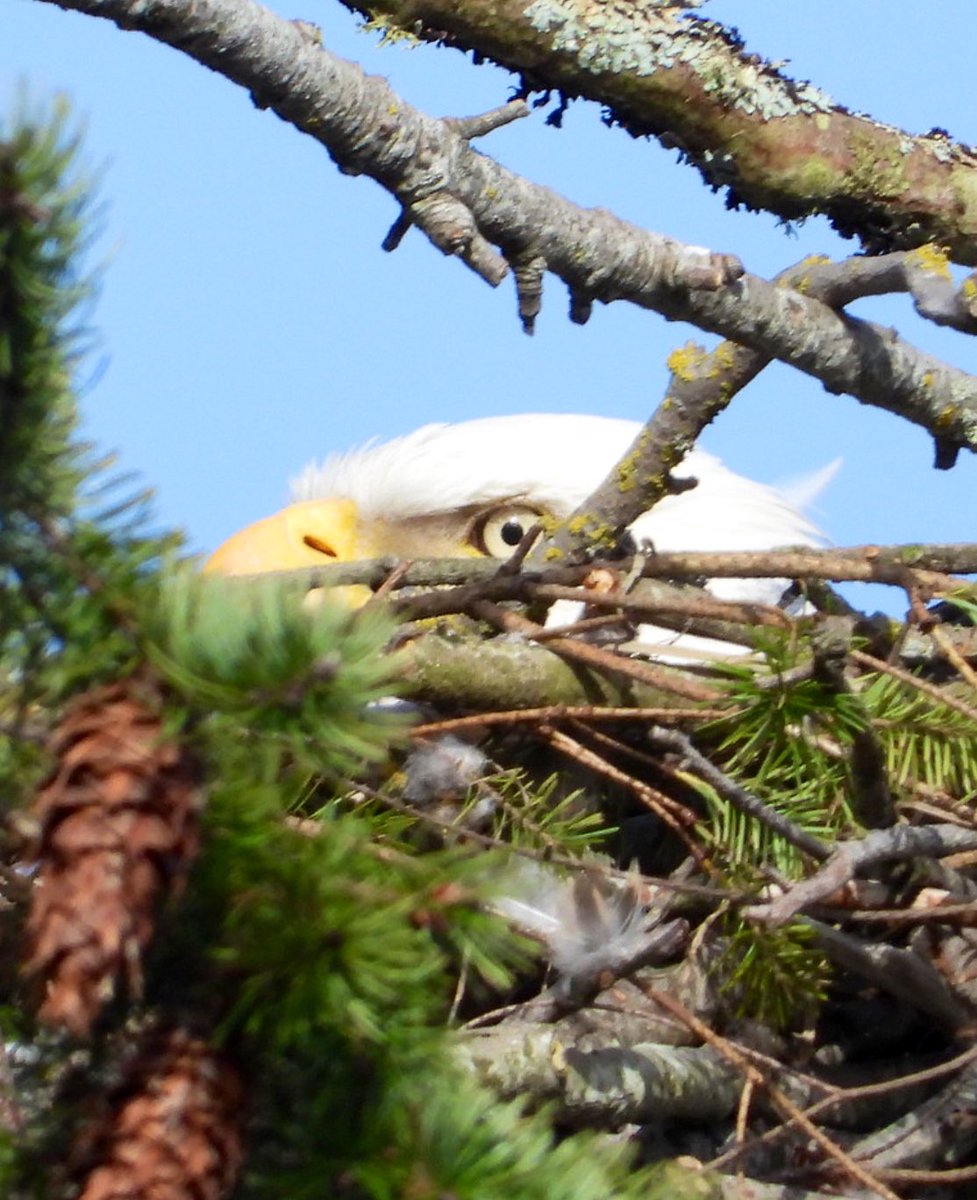 pnwkate's tweet photo. I have the most exciting news. 🥰my most favourite bald eagle nest that I watch in Delta BC 🇨🇦 is “tall trees nest” - there was no one home last week - but look!! Someone is sitting in the nest! Yay!! And it looks like maybe, just maybe, she’s incubating eggs! Yay!! 18 Mar 2025 https://t.co/PTNsNP6iAG