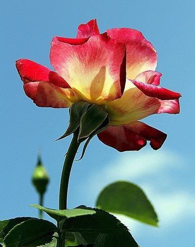 Good morning 

 Big Rose.      For x family's
