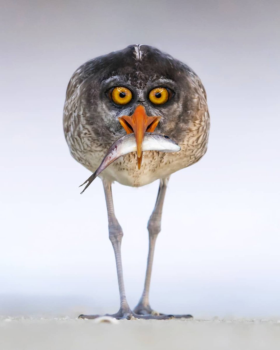 Moonlighhy's tweet photo. Bermuda Night Heron🐦 https://t.co/HGc4hpvzPt