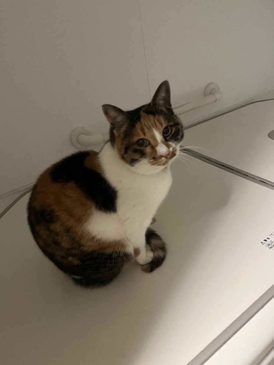 iy6y8's tweet photo. 猫を探しています。川越市古市場、渋井あたりで、17日朝家を出たきり帰ってきません。いつも帰ってくるので、今回は遠くまで行ってしまった可能性もあります。警察署、保健所には連絡済みで、轢死体もまだ見つかってないです。
みーちゃん・三毛猫・鈴付きの赤い首輪・小柄・尻尾長め・腿にサバ柄有り https://t.co/WGLbegwy8r