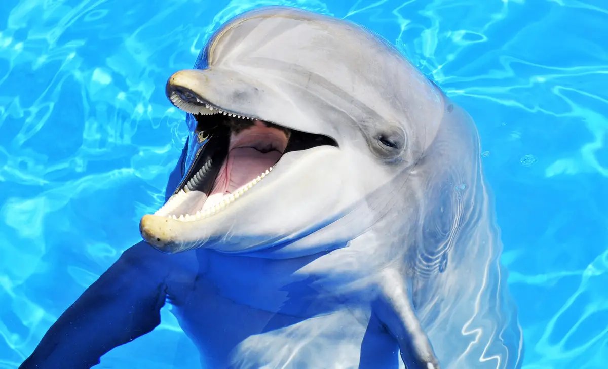 wirelyss's tweet photo. what does a dolphin call elon musk?

e-e-e-e-lon https://t.co/olPQIHA0Vx