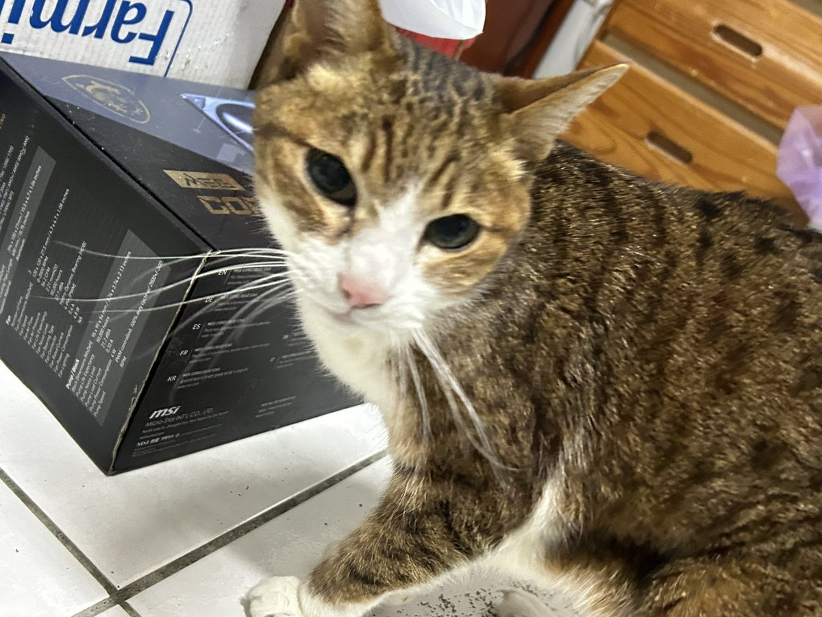 昨晚發生一件重創我心靈的事...

養貓的人，應該都知道貓咪喜歡主人穿過的衣物

我家米果站在我的羽絨衣上...突然尾巴快速搖晃抖動！

當我意識到不妙時，他已經灑完花了...苦笑

雖然我有打算洗這件羽絨衣，但也來得太快，他今年要20了...只好默默把受害衣服拿去浴室泡著待洗

*備註他有事後道歉