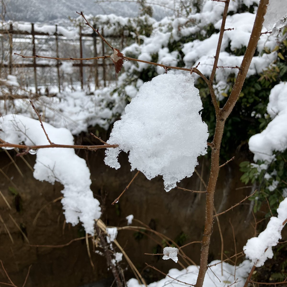 今朝雪が8㎝位積もっていました。この雪が溶ければ庭の草木も芽吹くと思います。
再現した「守一の庭」より
#熊谷守一