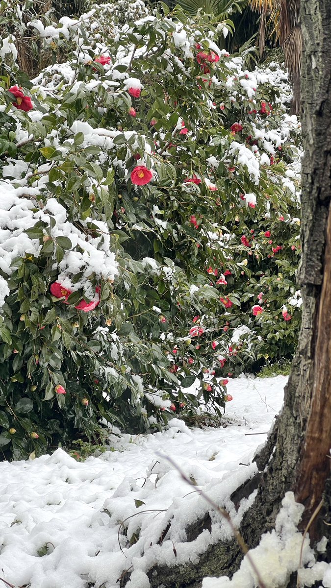 itskrissart's tweet image. 今日の関東の雪❄️🌸😍 #snowinmarch