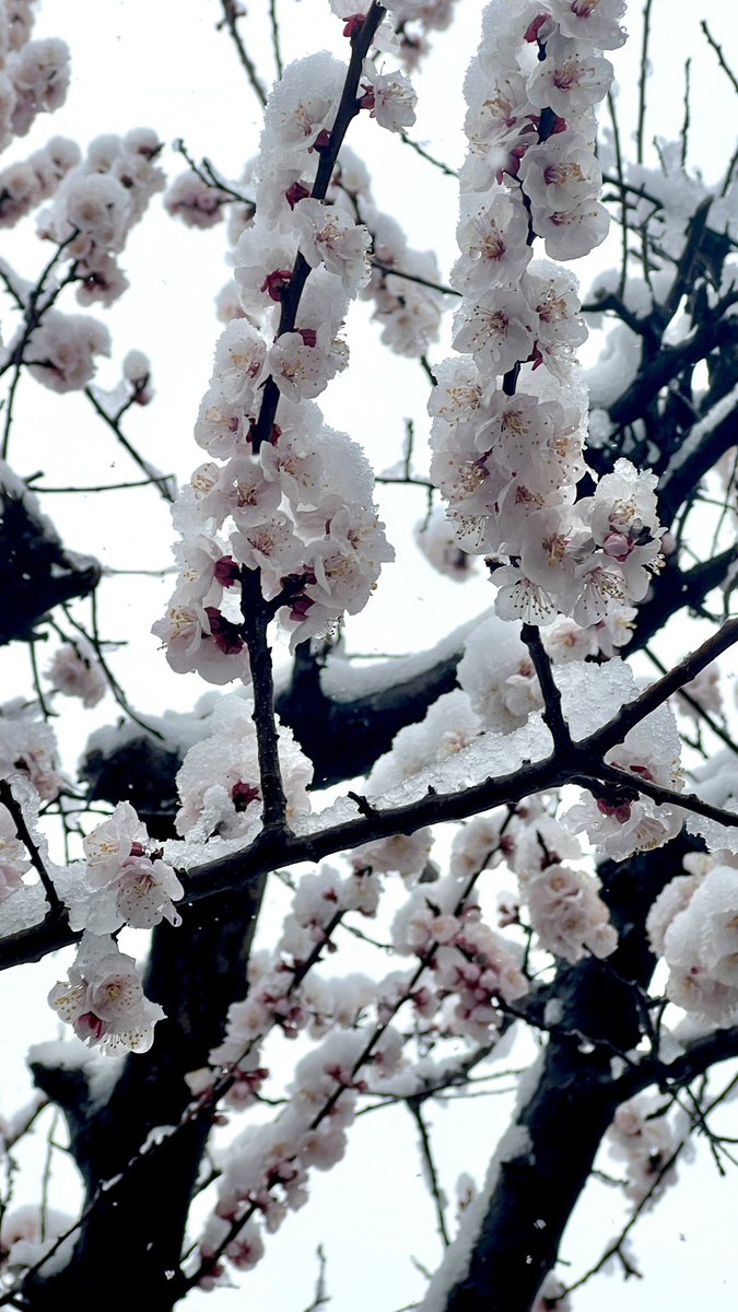 itskrissart's tweet image. 今日の関東の雪❄️🌸😍 #snowinmarch