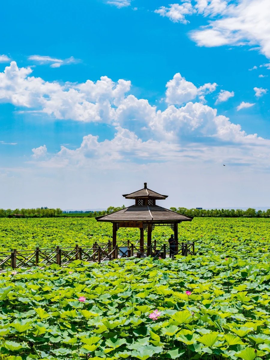 DiscoverNingxia's tweet photo. As the Yellow River enters Yinchuan, her third stop in Ningxia, through the Qingtongxia Gorge, its waters branch into canals that nourish the plains. #NingxiaOnline #NingxiaAlongYellowRiver #SpringInNingxia #Discoverningxia #ChinaTravel #NingxiaTravel https://t.co/iwFNUsJKeH