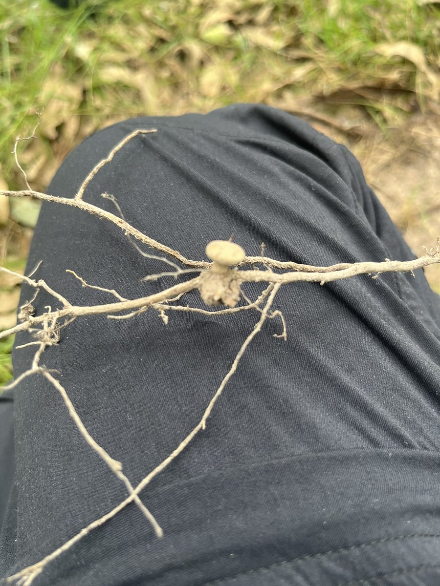 This was a cool find while digging around for some roots yesterday