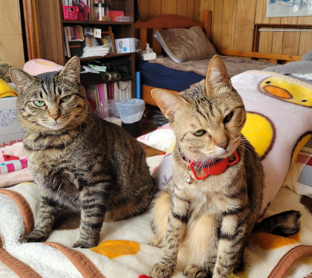 あれ、なんか怒ってる……？

#はむちゃん　#つなちゃん　
#キジトラ　#猫のいる暮らし
#猫好きさんと繋がりたい