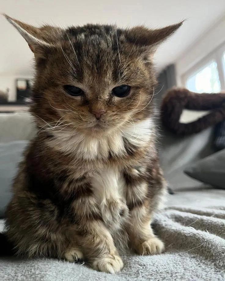 nocontextscats's tweet image. Owl 🦉