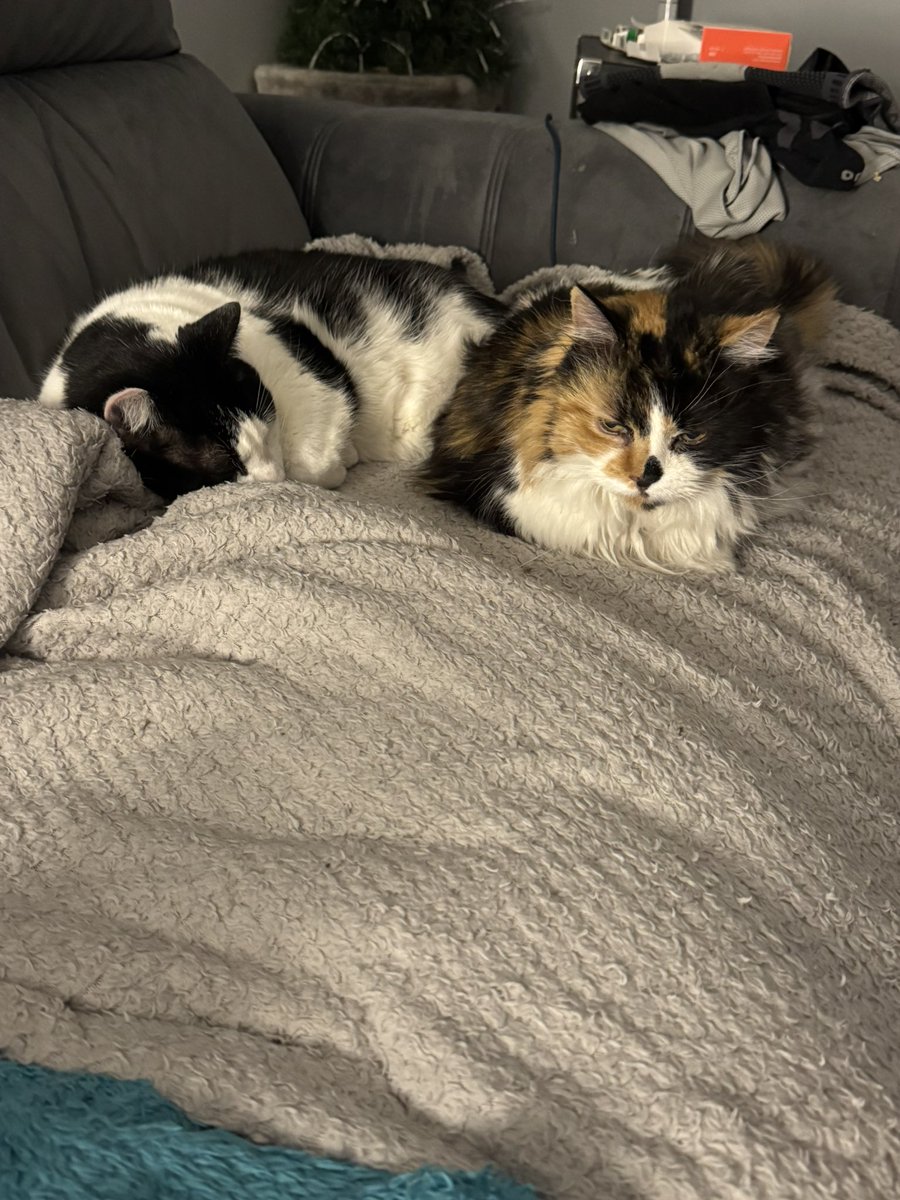 Good morning everyone 👋 Virgil being made to move over 😂 Love, hugs and purrs to you all 🤍🖤🧡