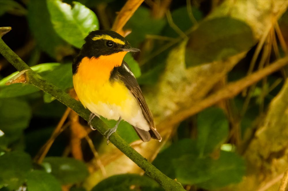 Birding Japan in Spring mailchi.mp/alvarosadventu…