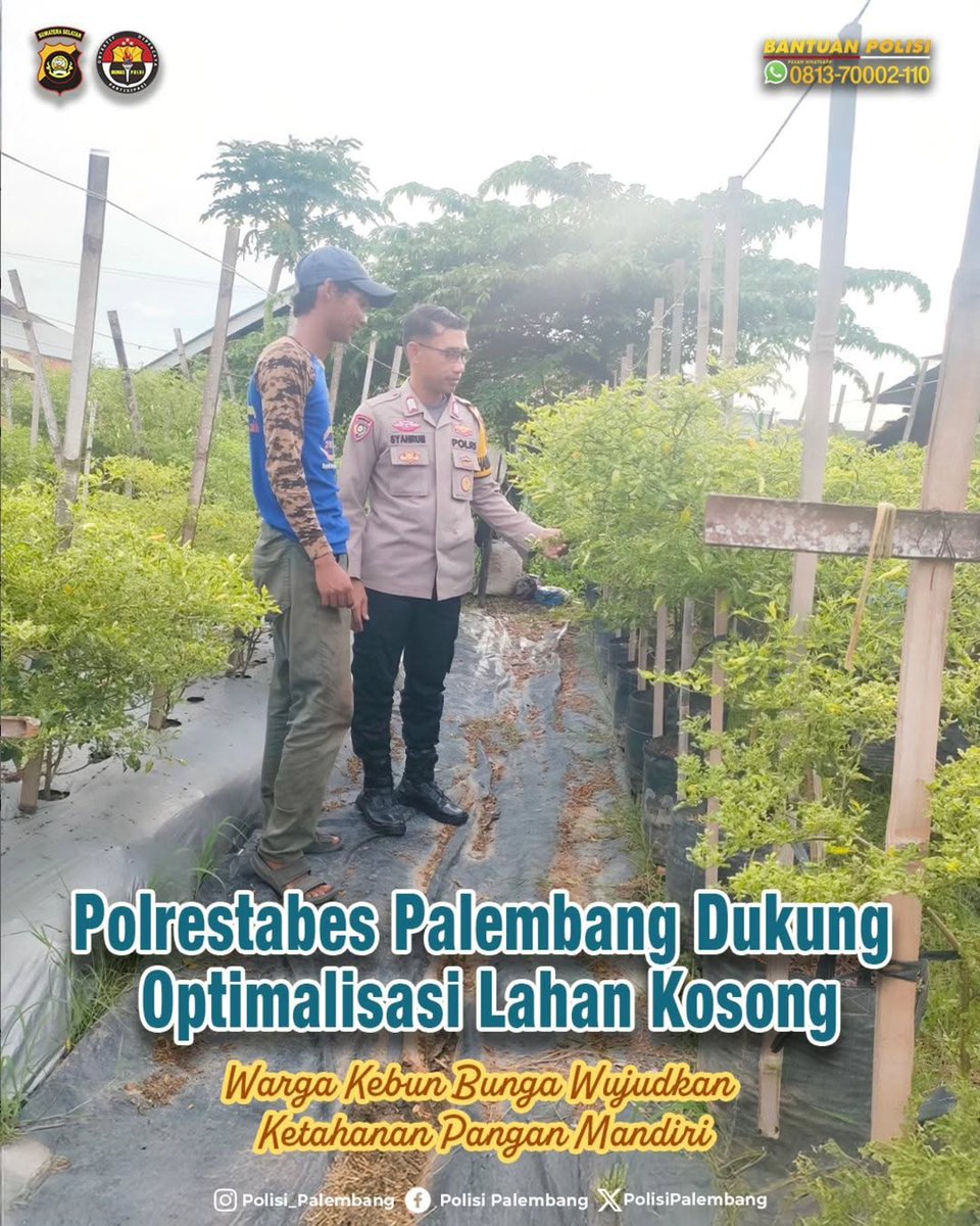 #Repost <a href="/Spktpolrestabes/">SPKT POLRESTABES PALEMBANG</a>
Polrestabes Palembang Dukung Optimalisasi Lahan Kosong: Warga Kebun Bunga Wujudkan Ketahanan Pangan Mandiri

Upaya mendukung ketahanan pangan terus berjalan di berbagai wilayah, termasuk di Jalan Lubuk Kawah RT 62, Kelurahan Kebun Bunga,