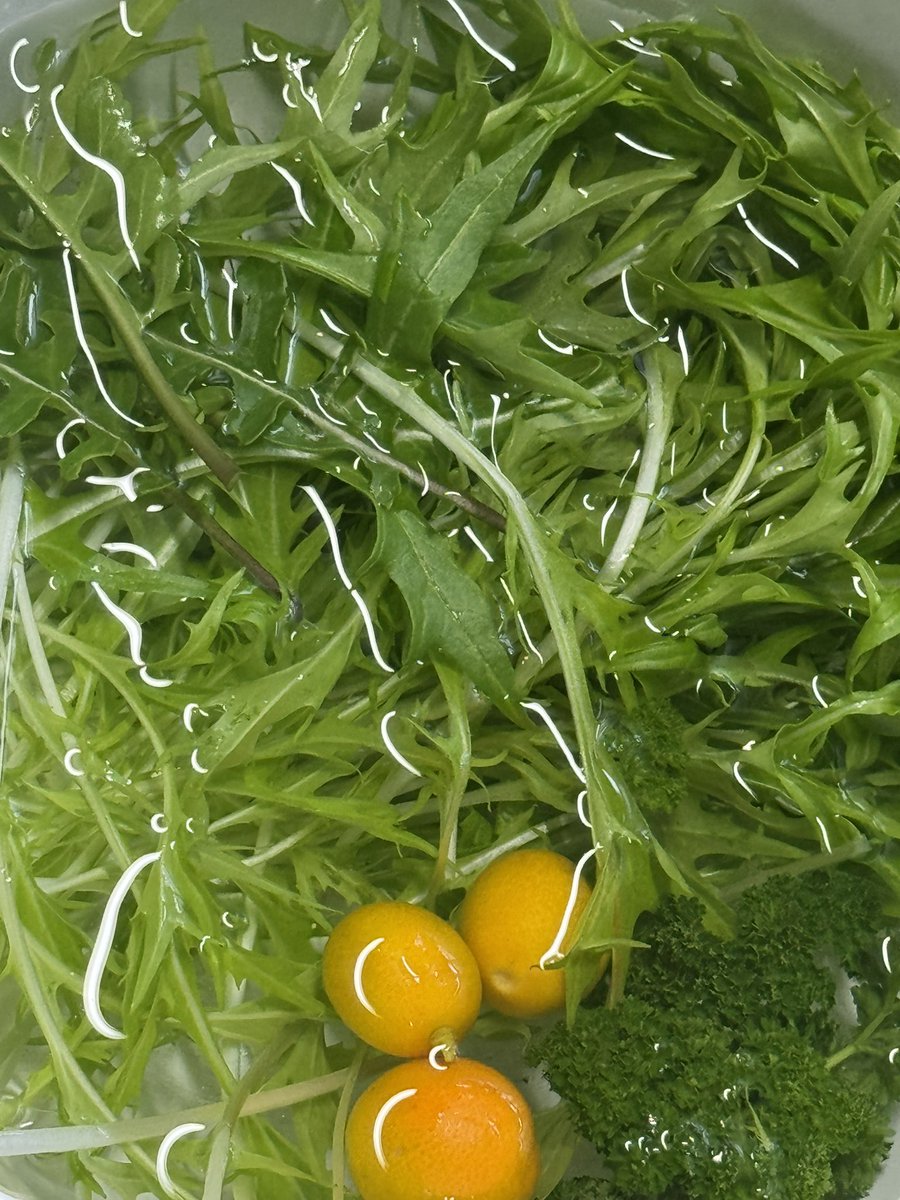 ルッコラ - Search / X